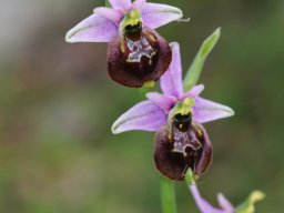 Ophrys_parvimaculata_San_Nicandro_2